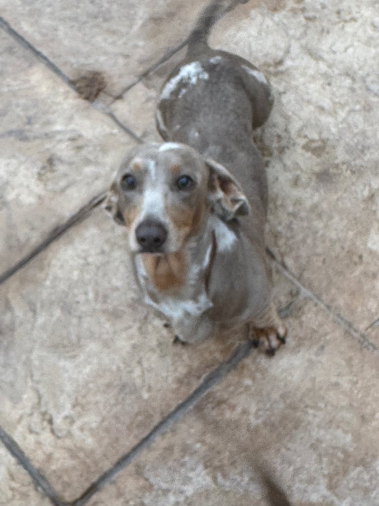 Miniature dachshund adults for sale 