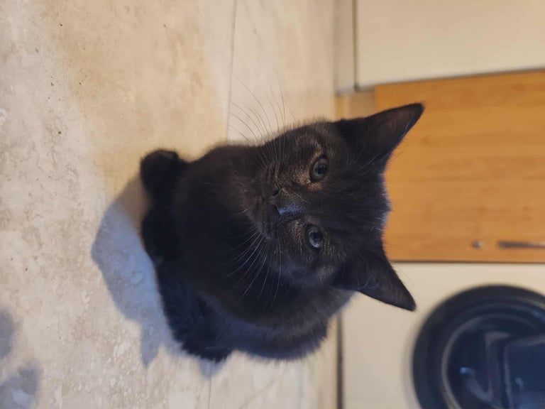 8 kittens looking for new homes