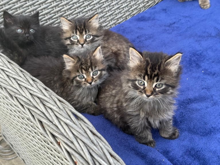 Adorable Kittens looking for a New Home 