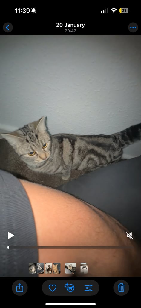 Affectionate cute Cat in need of a new home 