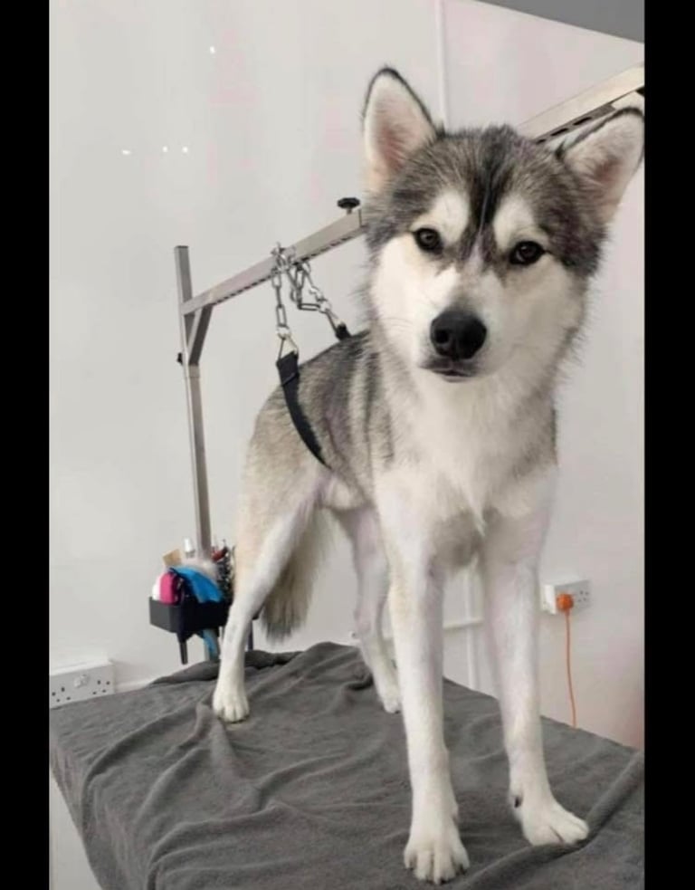 Siberian Husky for rehome