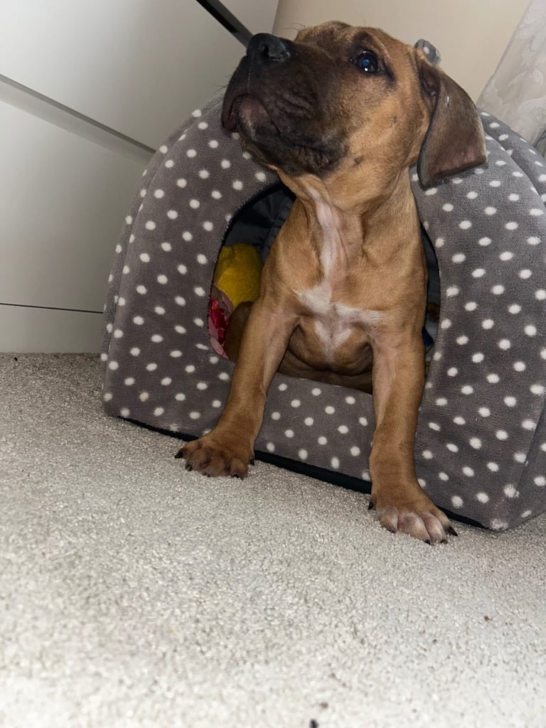  Staffordshire bull terrier female 