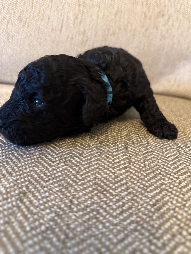 Cockapoo puppies 