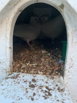 image for Indian white fan tail doves 