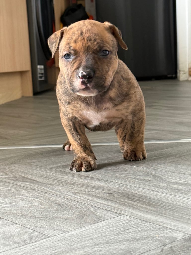 Mastiff x  puppies 