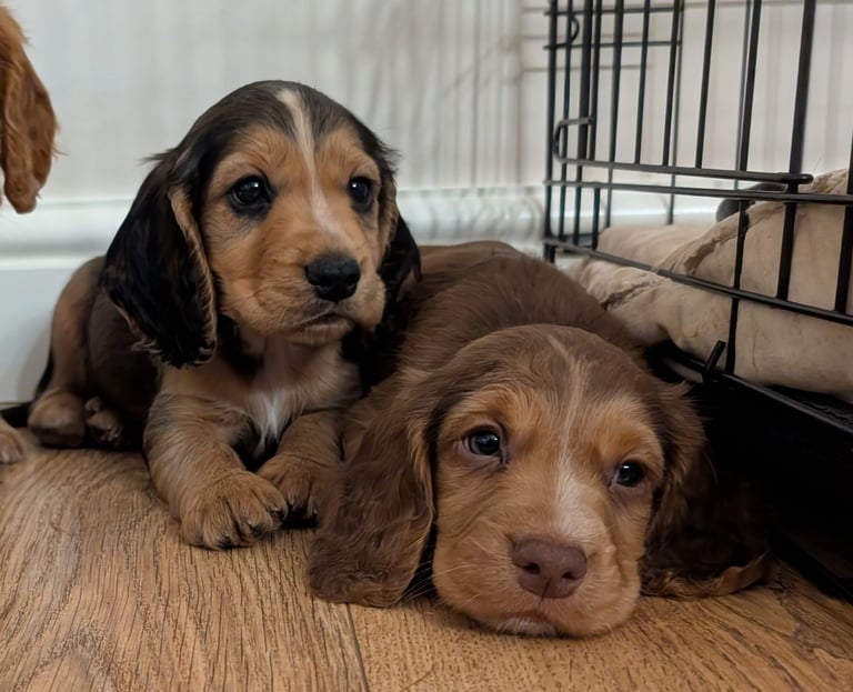 Stunning litter of Cocker Spaniel Puppies