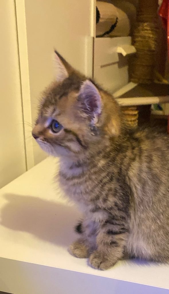 Beautiful kitten for sale 