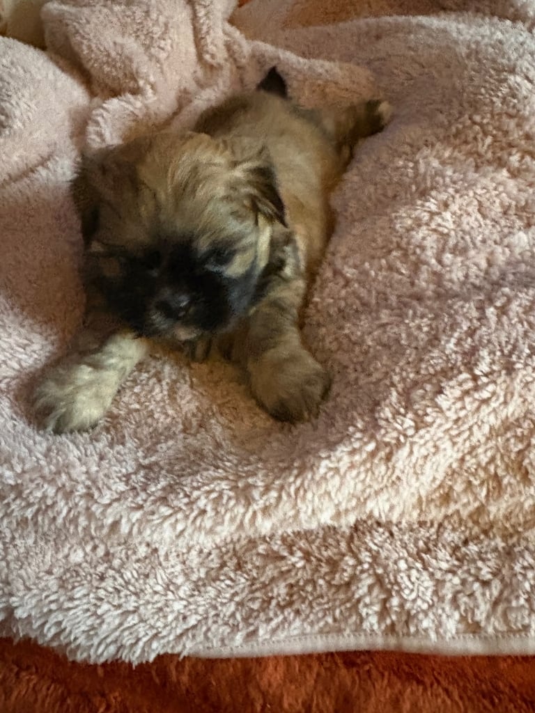 Two stunning shitzu pups 