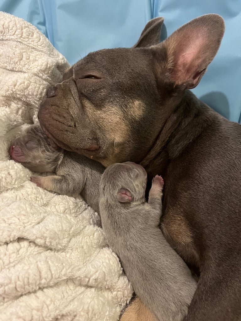 2 French bulldog bitches kc registered 