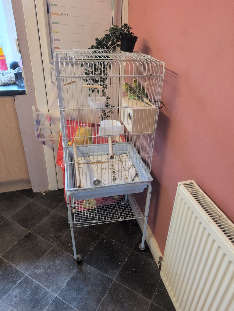 Two bush Budgies and cage 