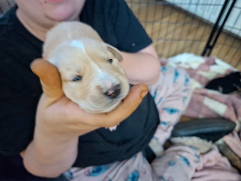 2 boys LEFT Stunning F1 border retreiver puppys 