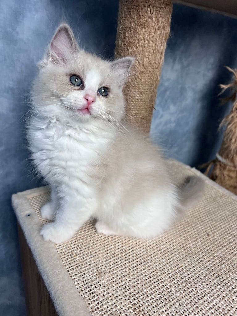 Super Rare green-eyed light mink ragdoll girl Ready now