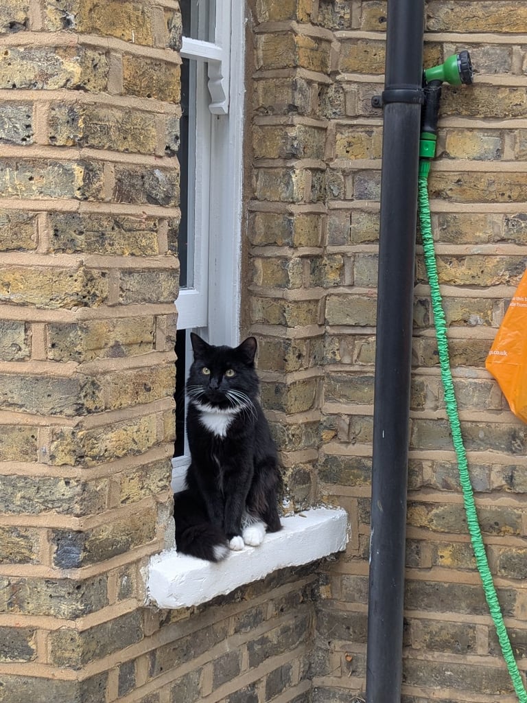 CAT NEEDS HOME - 1 year old male -