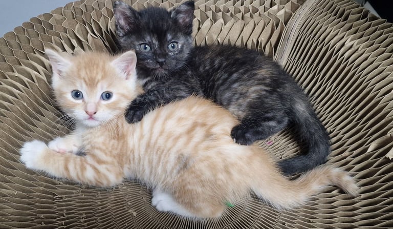 2 ginger boys and 2 mix girls