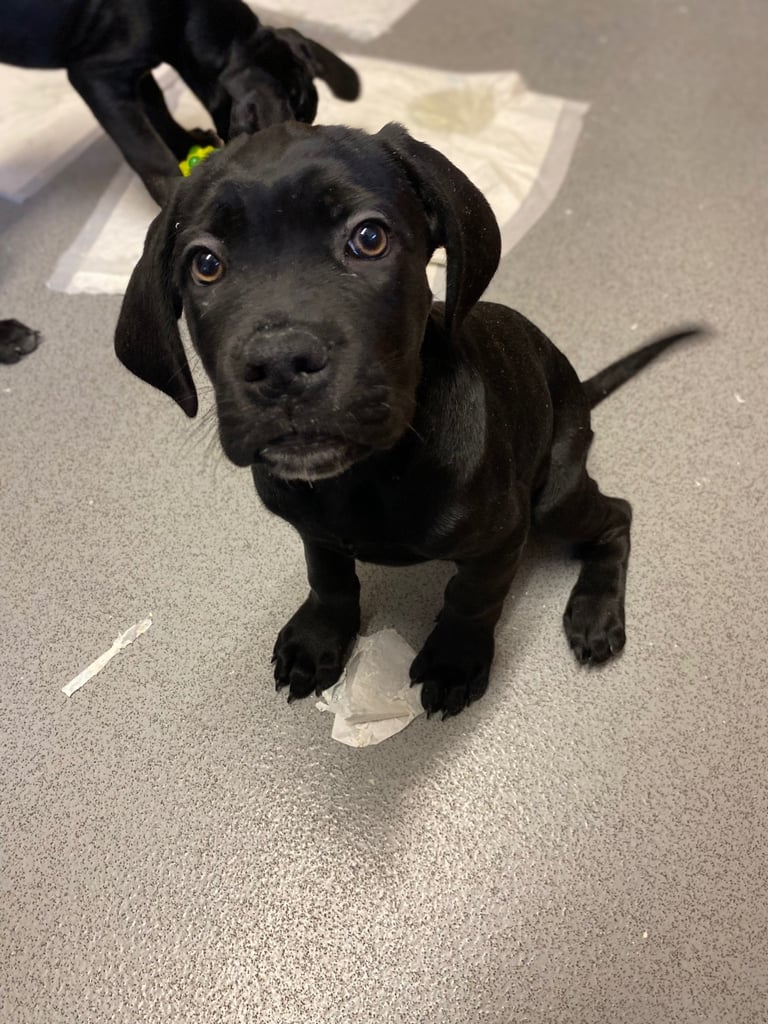 Beautiful 12-Week-Old Cane Corso Puppies Ready for Their New Homes