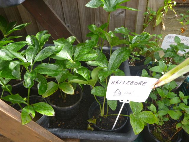 Garden Plants  Pachysandra, Campanula, Heuchera Palm Penstemon Grass Hellebore Hibiscus Fig  etc