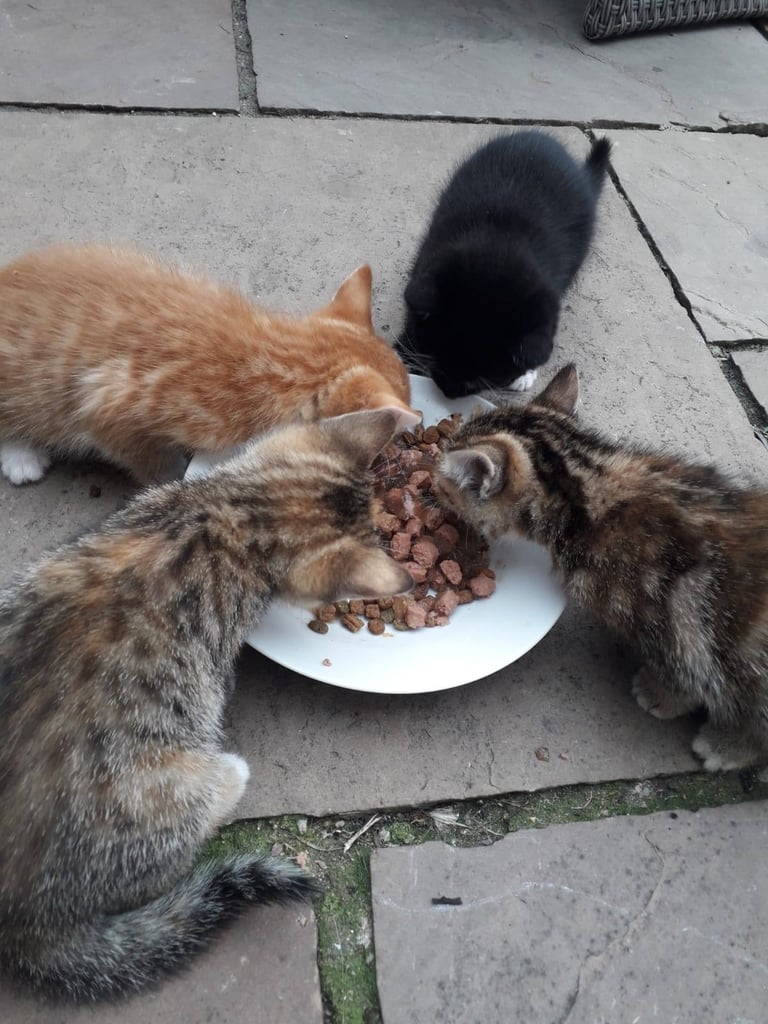 9 week old kittens