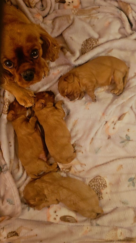 image for Cavalier king charles puppies 32 generation pedigree KC