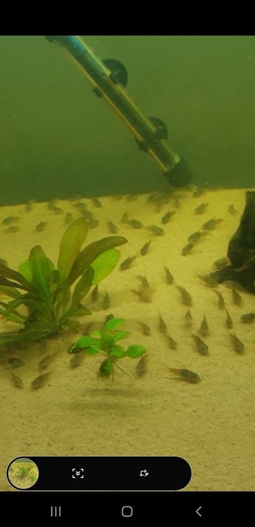 Tropical fish Angelfish,corydoras,super reds long fins plecos,shrimps, and l397 plecos 