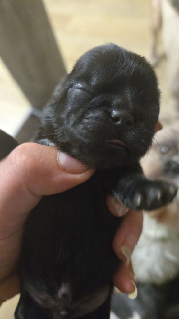  Two gorgeous male pups for sale