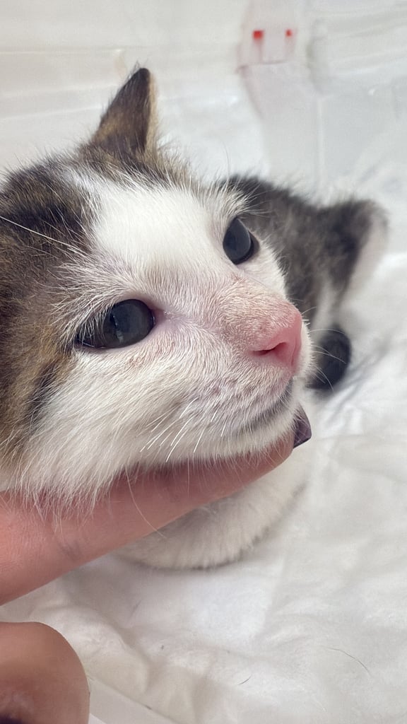 image for 10 week old male kitten- rescue
