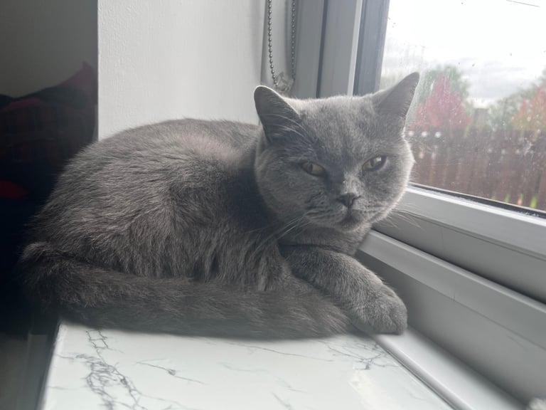 British shorthair mix