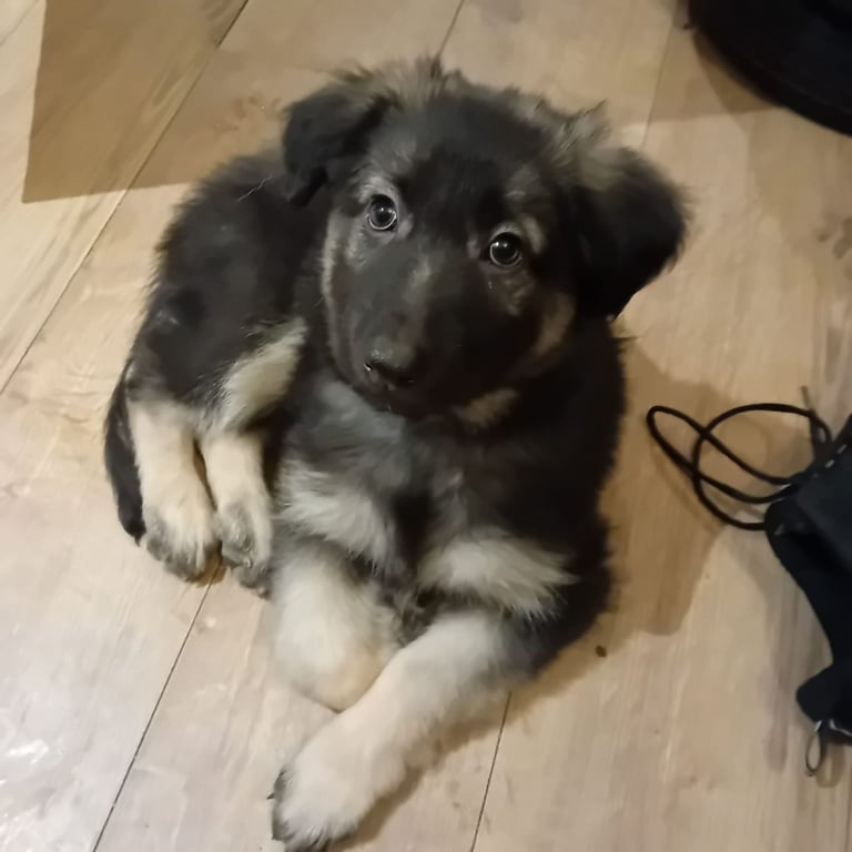 German Shepherd puppies 