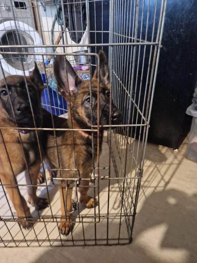 Malinois puppies 