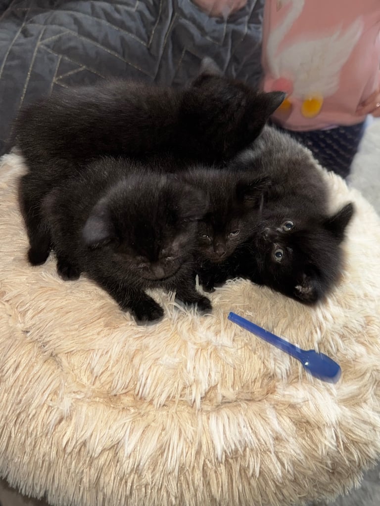 Black cats 