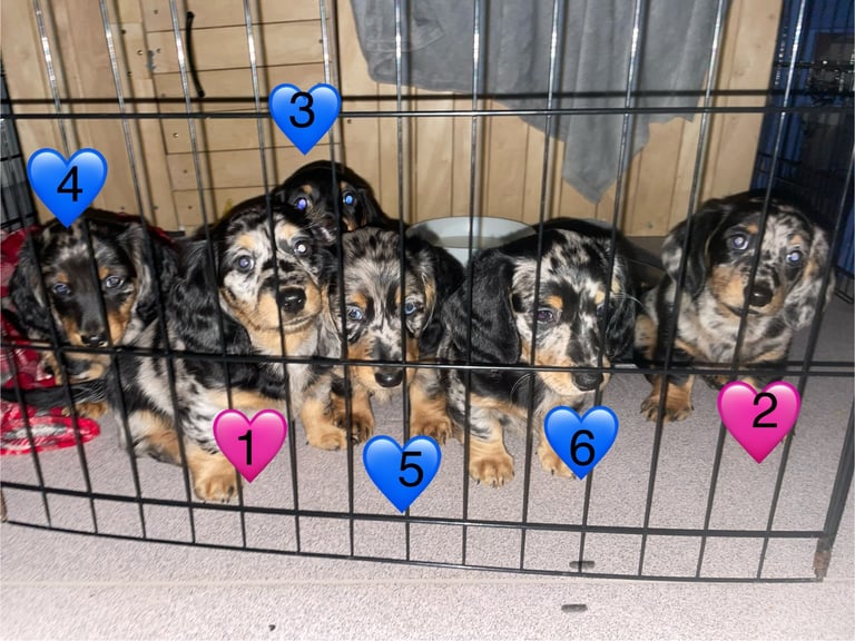 Long Haired Dachshund Puppies READY NOW!