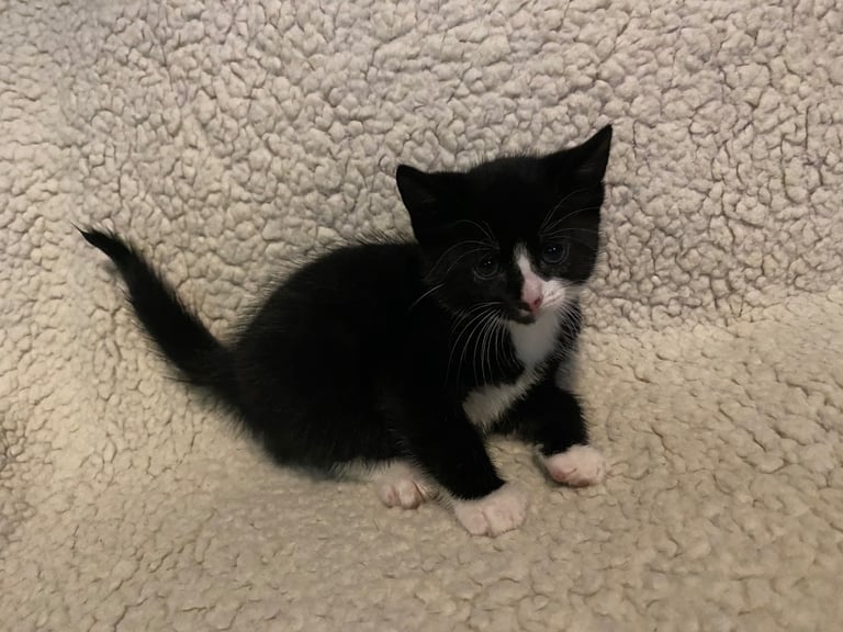  kittens ready now 