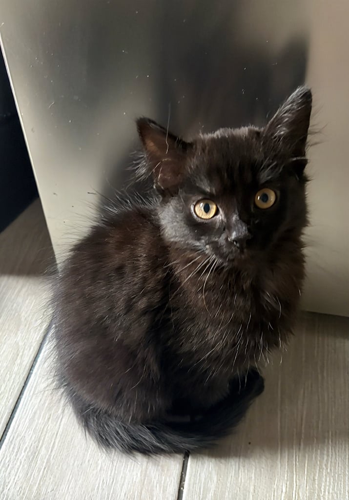 image for Ragdoll Cross kittens 11 weeks 