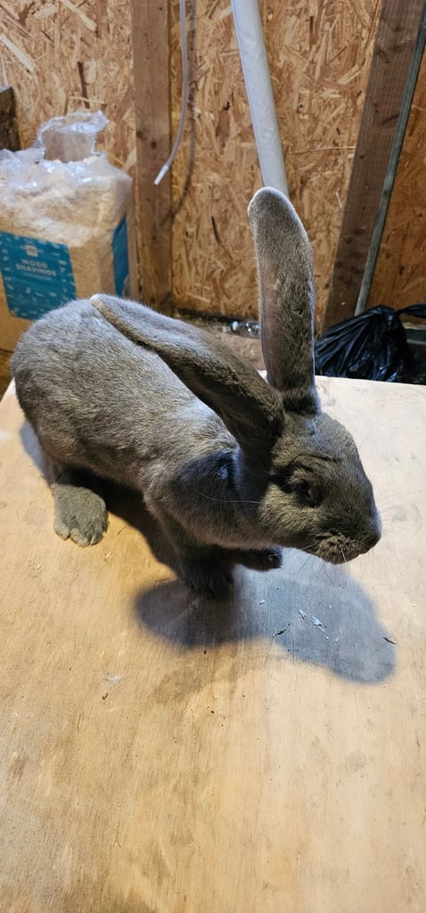 Continental Giant Merle Rabbits Rabbit