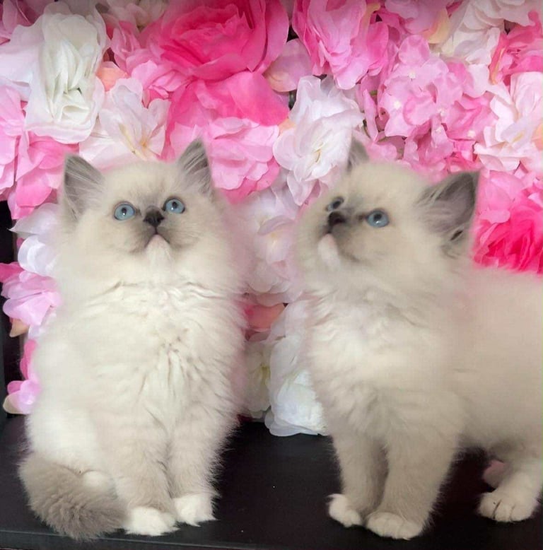 Ragdoll kittens - REGISTERED