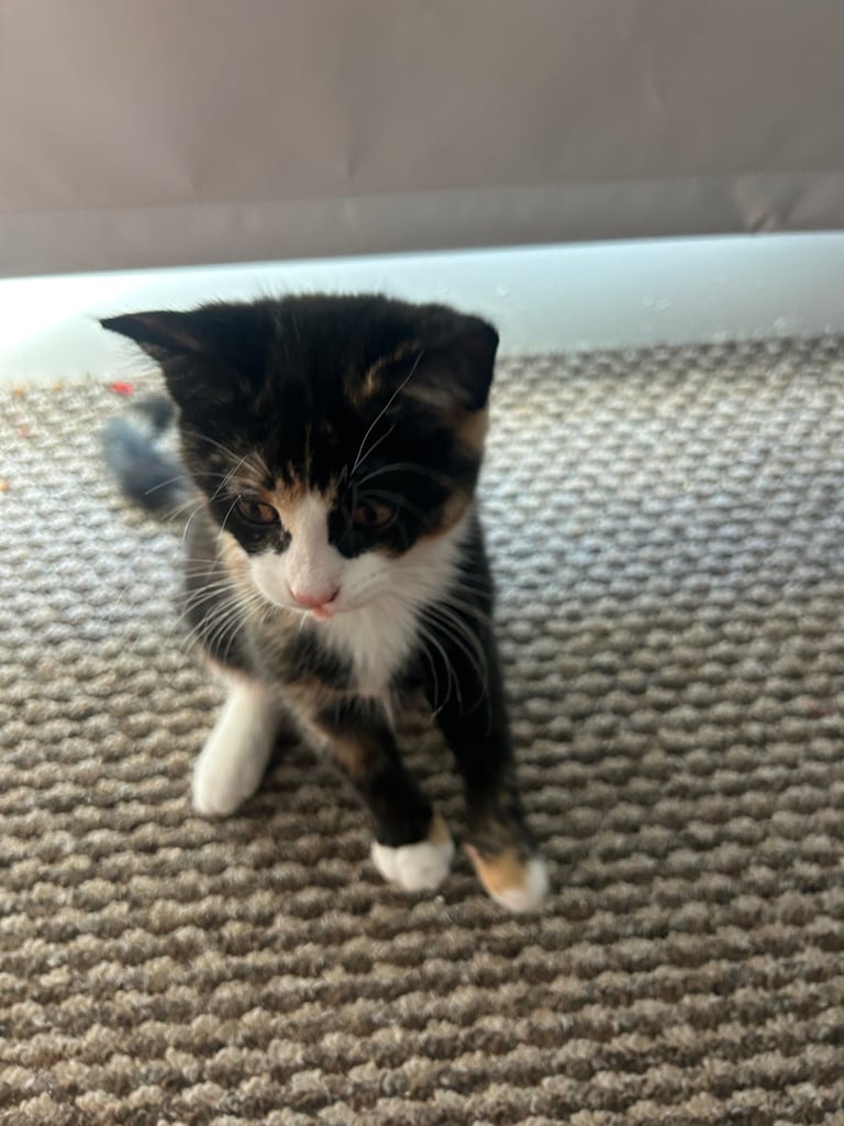 Kitten for sale 