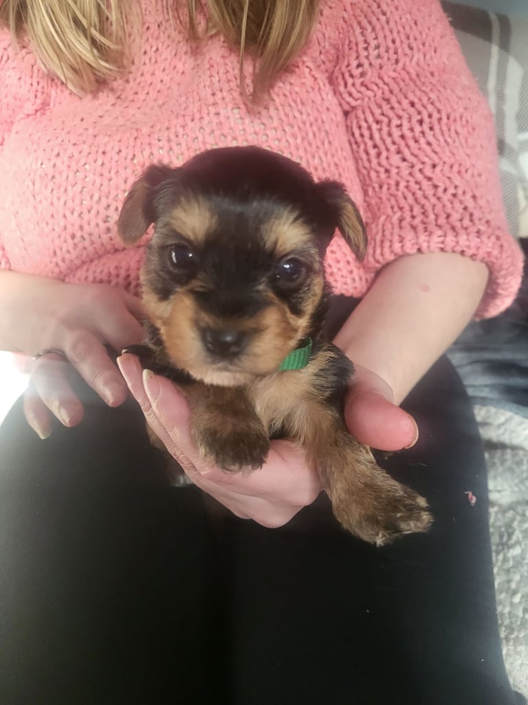 5 boy Yorkshire terrier puppies 4 weeks old