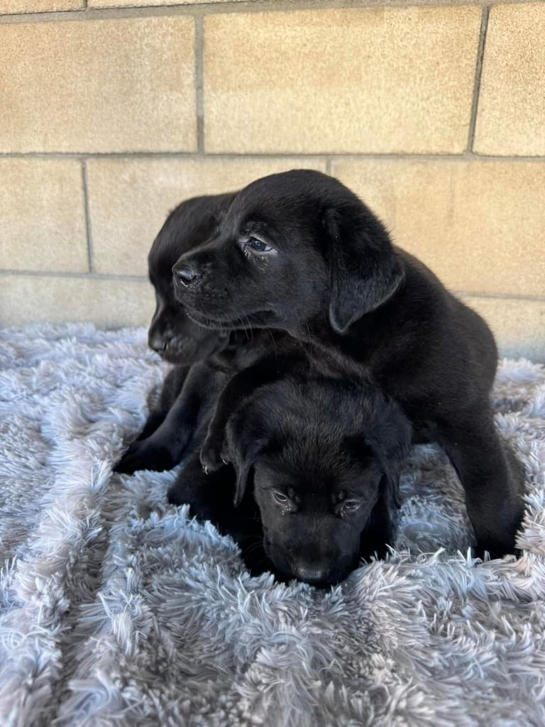 Labrador Retriever Pups
