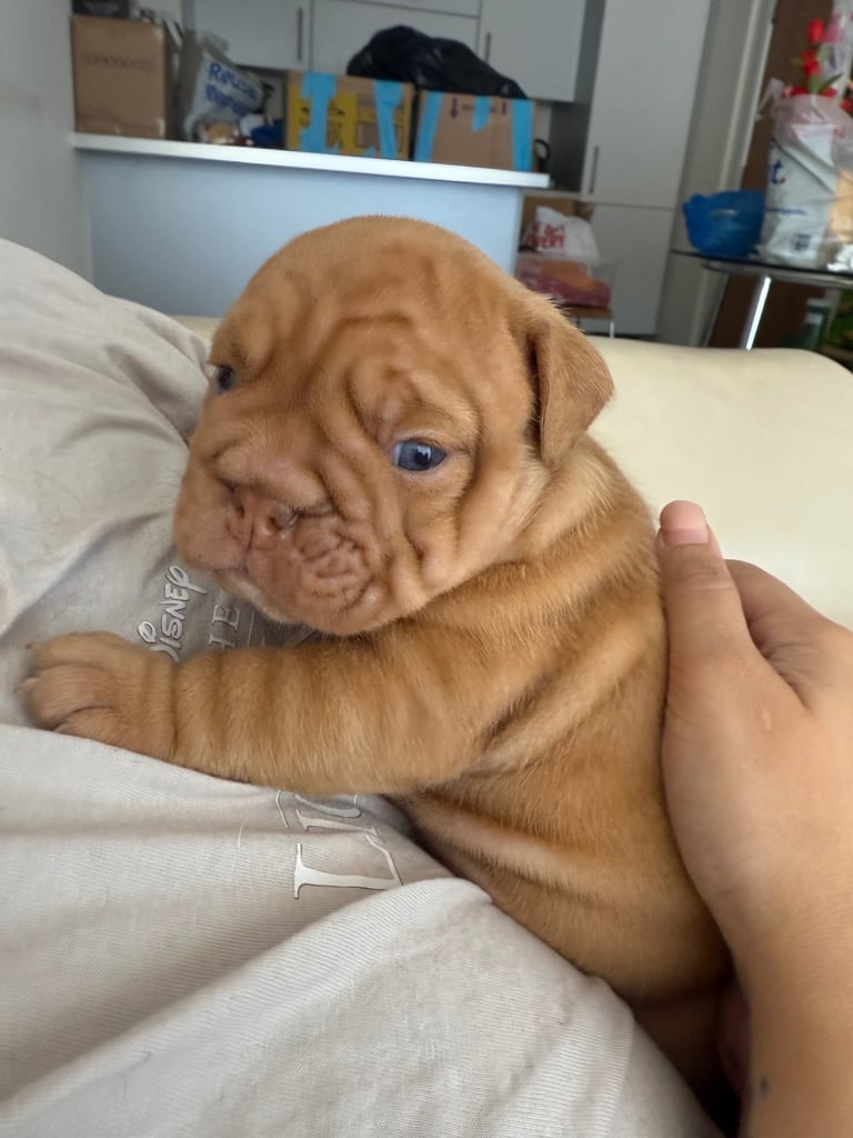 Beautiful Female English Bulldog Puppy 🩷