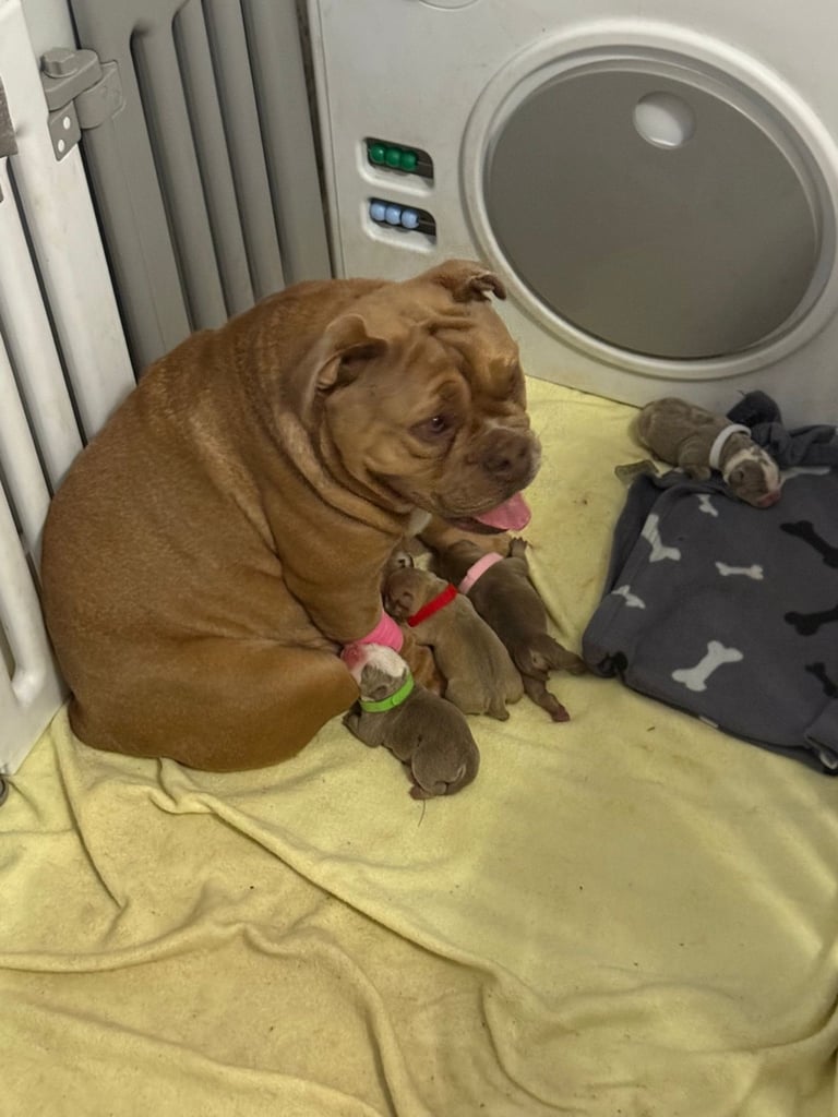 new english bull dog puppy’s nebbr