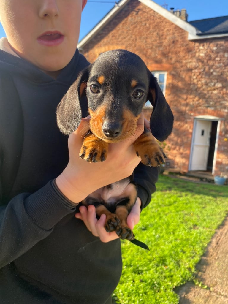 Miniature Dachshund puppies 