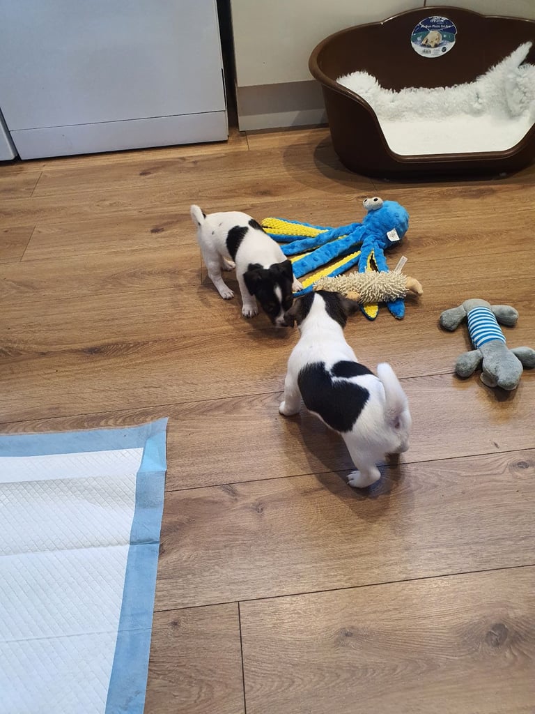 Jack Russell Puppies 