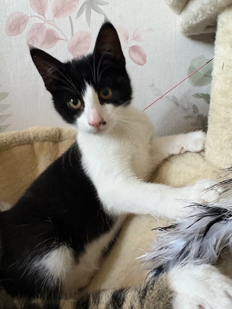 3 kittens for sale - All girls 