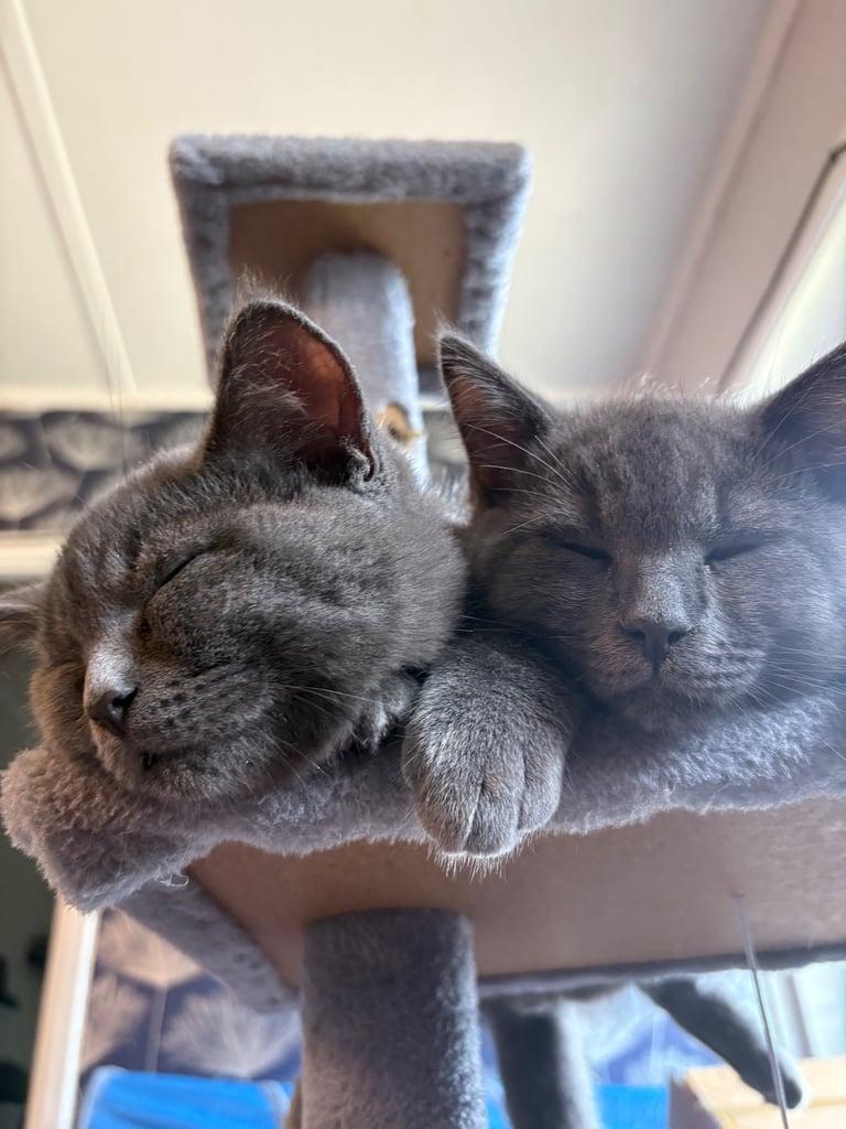 X2 boy cats approx 8m