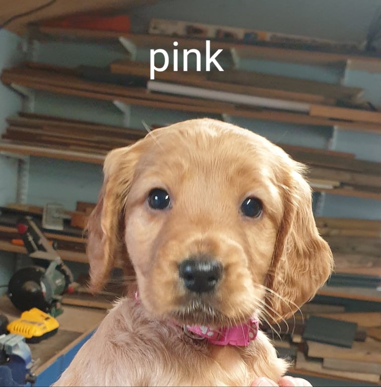 golden cocker spaniel pups ready now