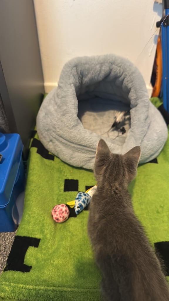image for Kitten seeking forever home