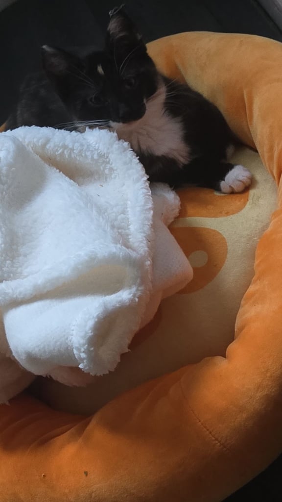 Kitten for sale 