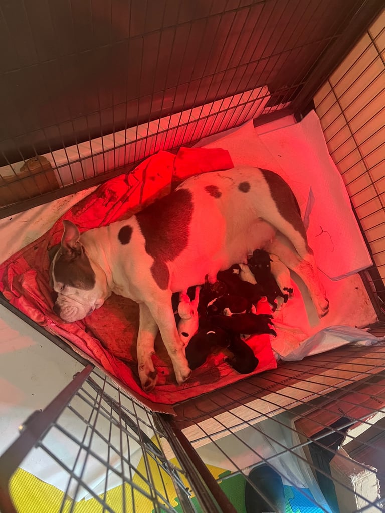 Ready to leave - Old tyme english bulldog x Sproodle Puppy - Boy