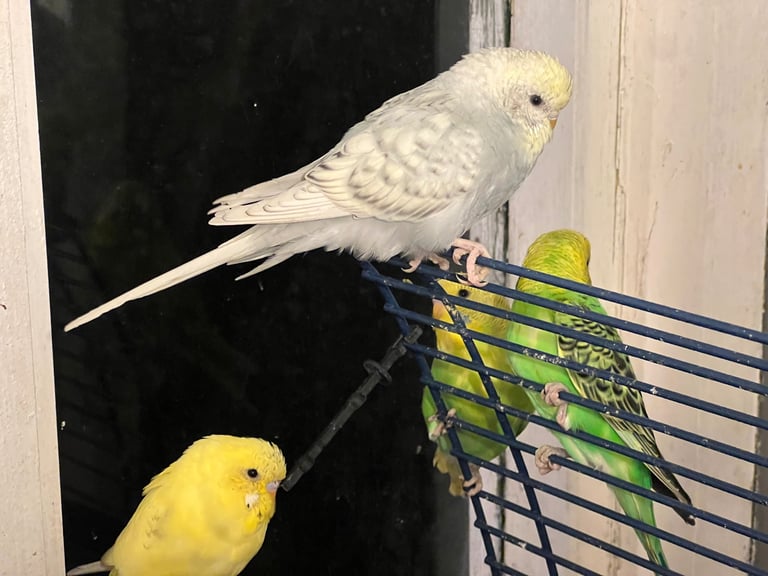 Budgie and cage
