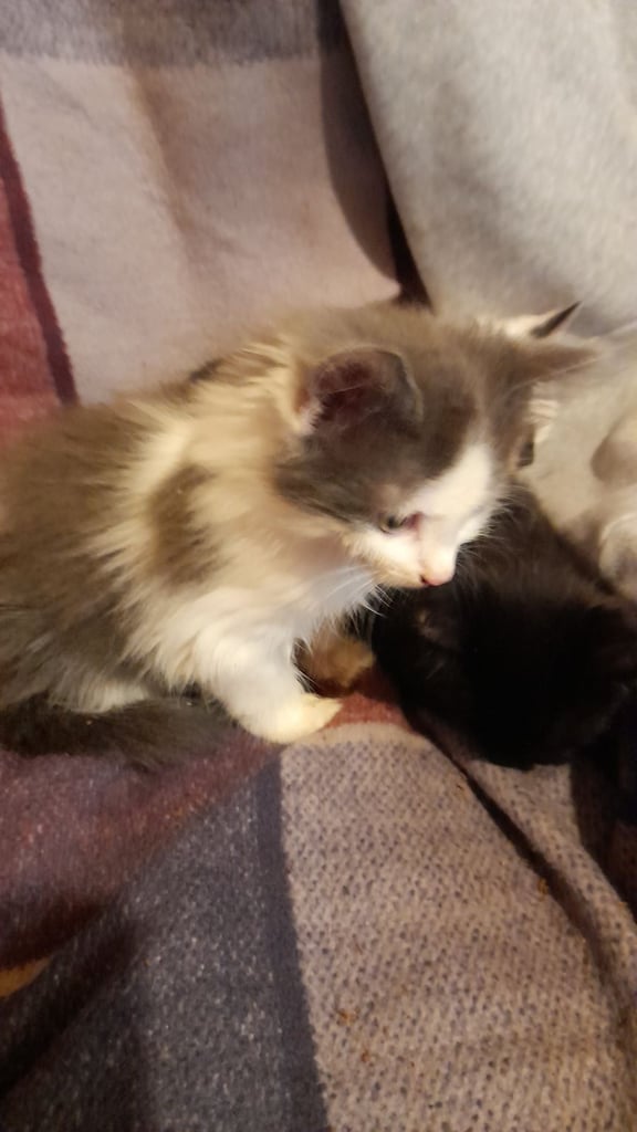 Adorable kittens ,9weeks