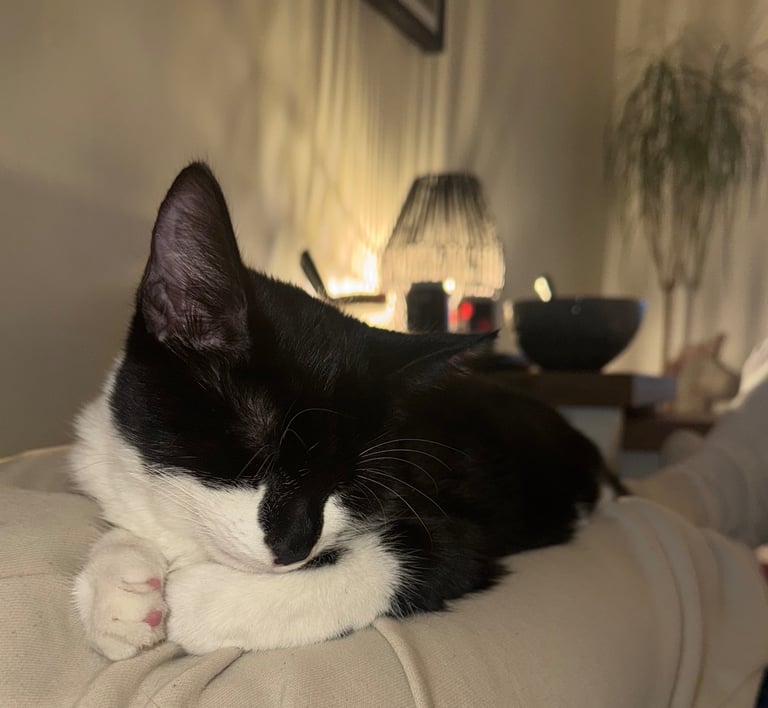 Male cat